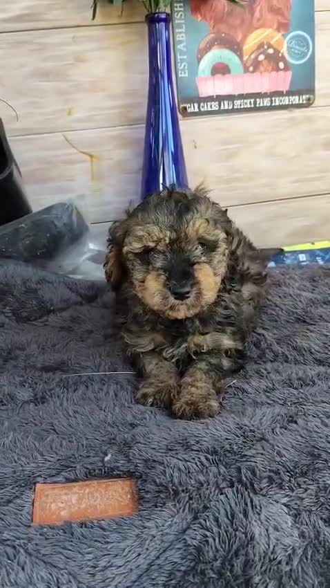 Caniche Toy perros en venta: Caniche toy - Video 1