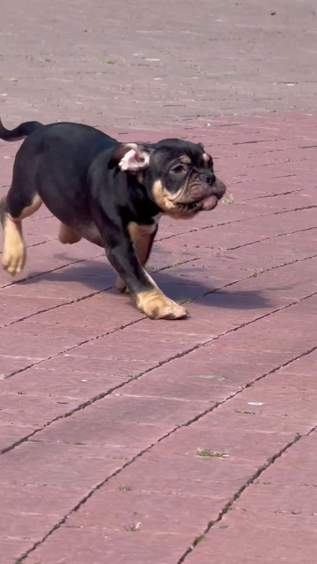 American Bully perros en venta: Cachorros de American Bully  - Video 1