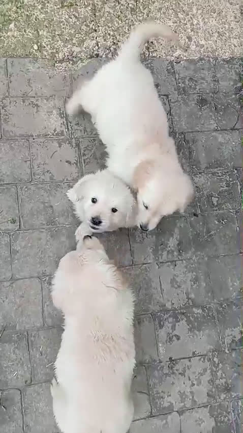 Golden Retriever perros en venta: Últimos cachorros de Golden retriever - Video 2