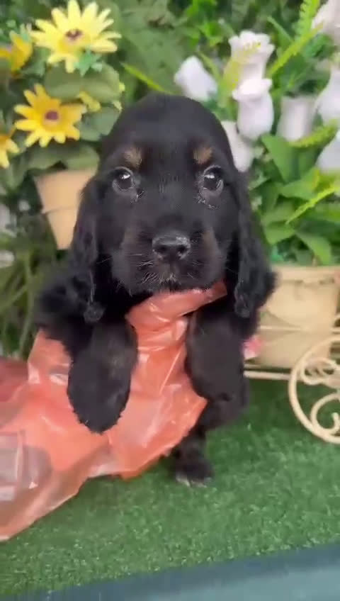 Cocker Spaniel Inglés perros en venta: Cocker negro - Video 1