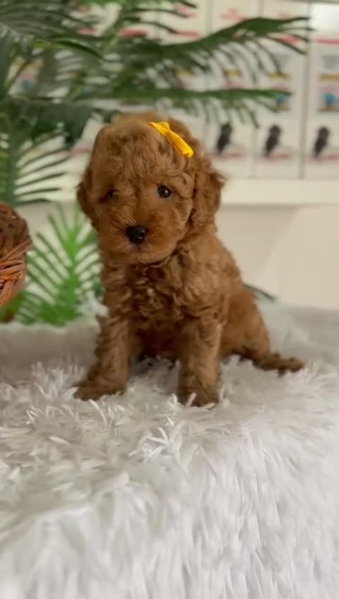 Caniche Toy perros en venta: CANCIHE ROJO - Video 2