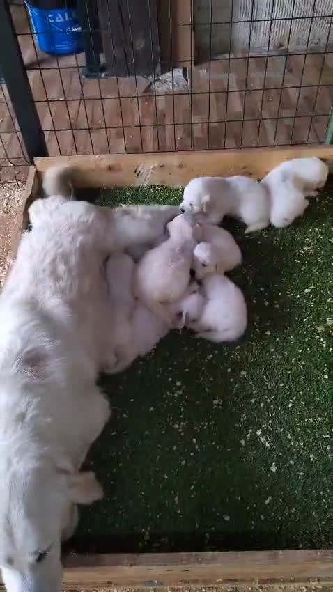 Golden Retriever perros en venta: 2 Últimos cachorro de Golden Macho disponible - Video 3