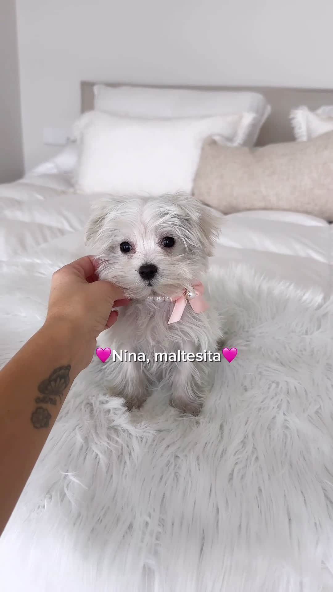 Bichón Maltés perros en venta: Bichon maltes hembra - Video 1
