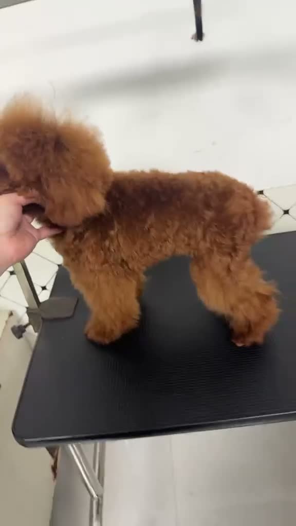 Caniche Toy perros en venta: Caniches toy con pedigree - Video 2