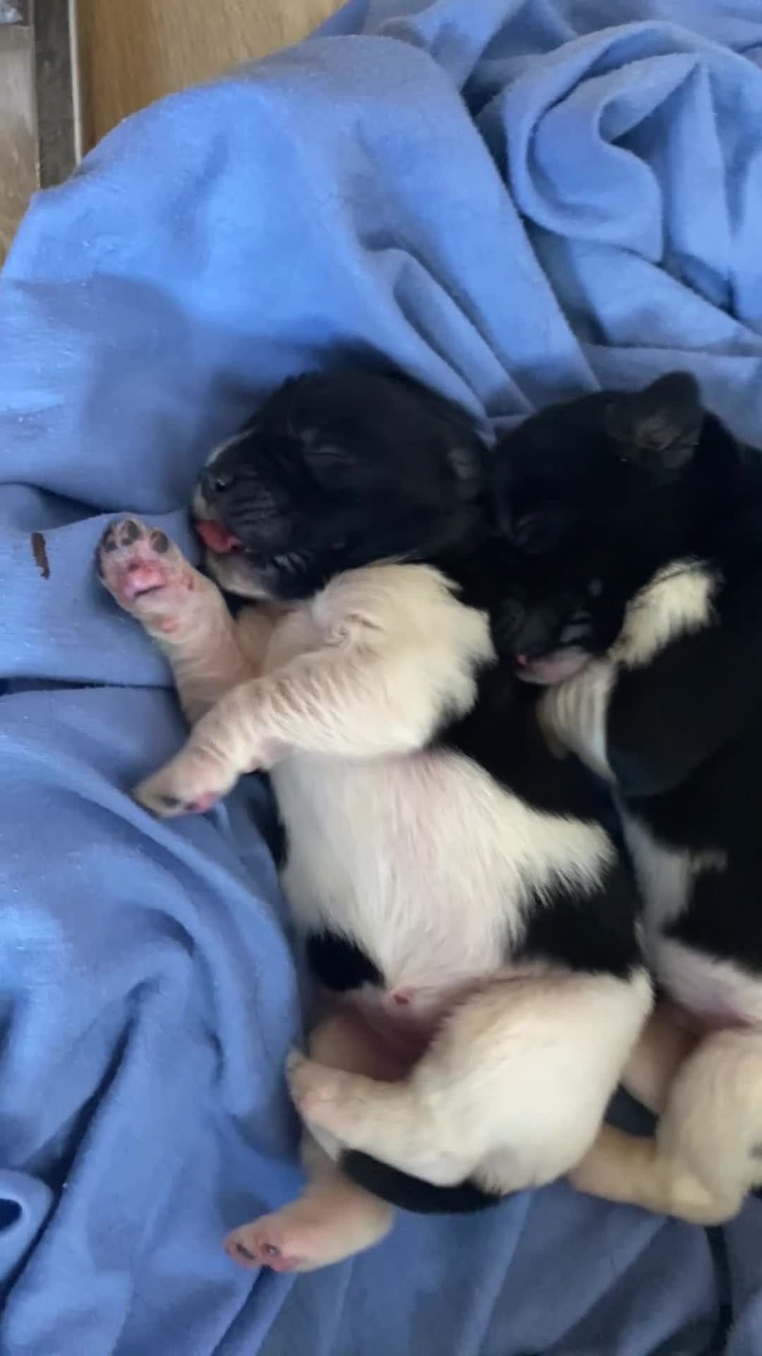 Terranova perros en venta: Terranova 641387649 - Video 1
