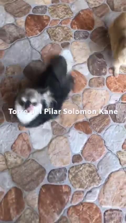 Chihuahua perros en venta: Chihuahua macho de pelo largo - Video 1
