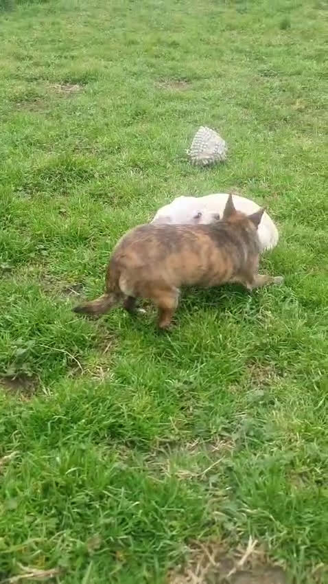 Chihuahua perros en venta: Chiguagua de pelo largo  en Granada - Video 1