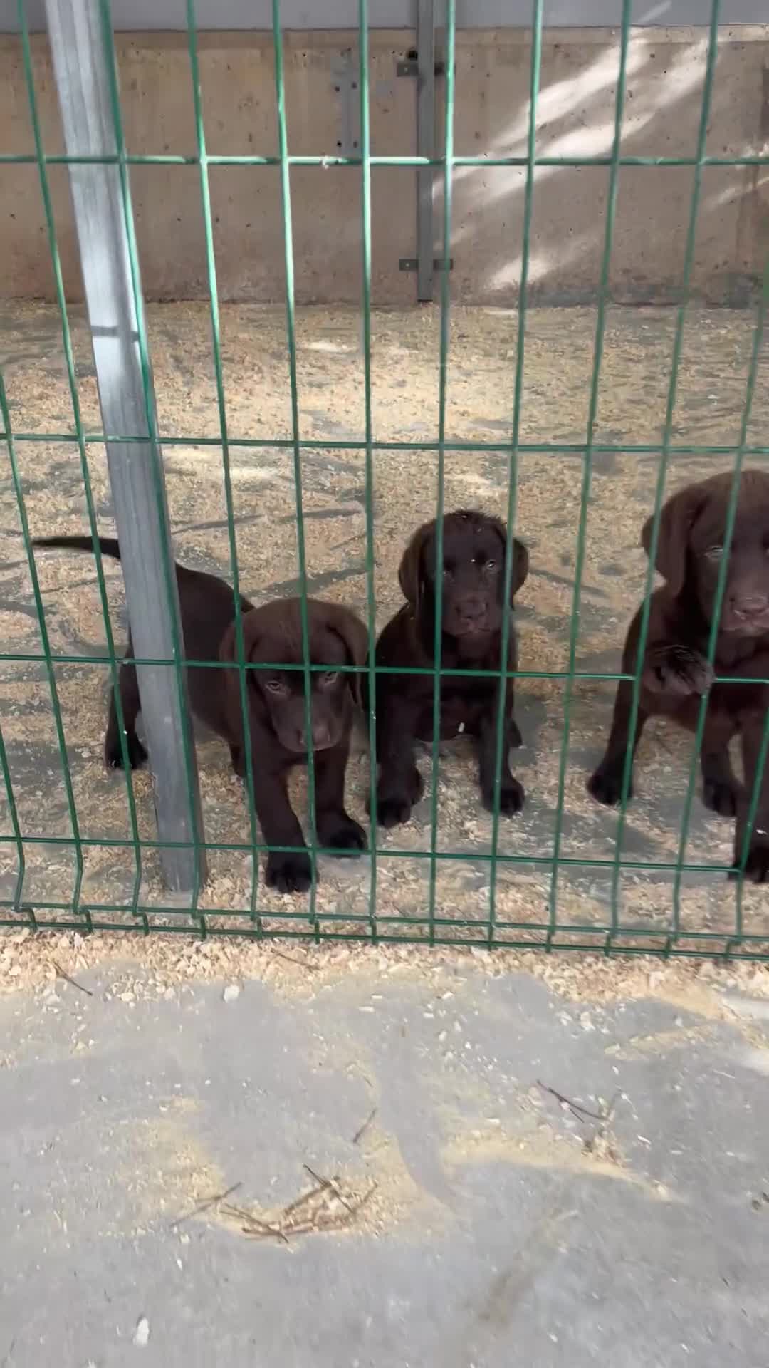 Labrador Retriever perros en venta: Cachorros labrador chocolate con pedigree  - Video 1