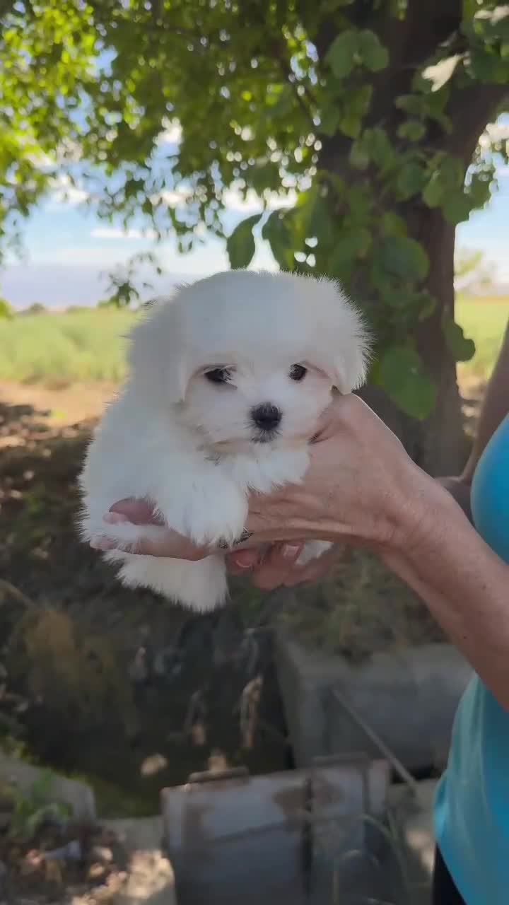 Bichón Maltés perros en venta: Bichón maltés - Video 1