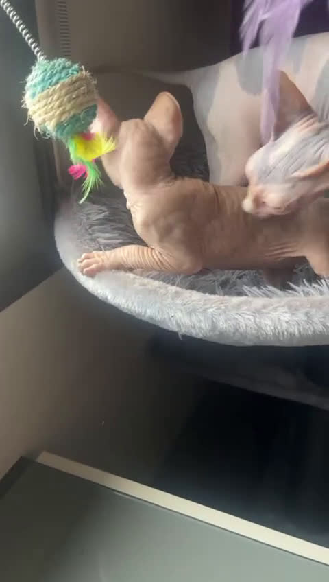 Sphynx gatos en venta: Sphynx de pura raza - Video 1