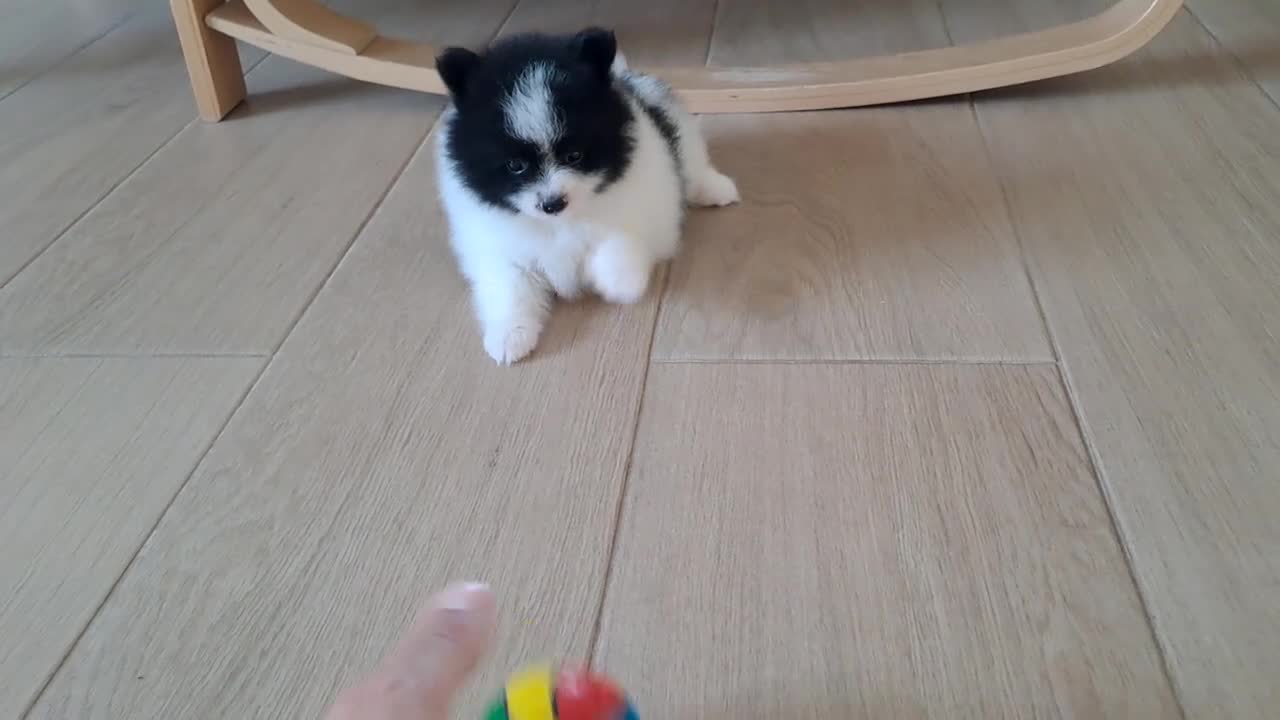 Pomerania perros en venta: Cachorrita de Pomerania  - Video 1
