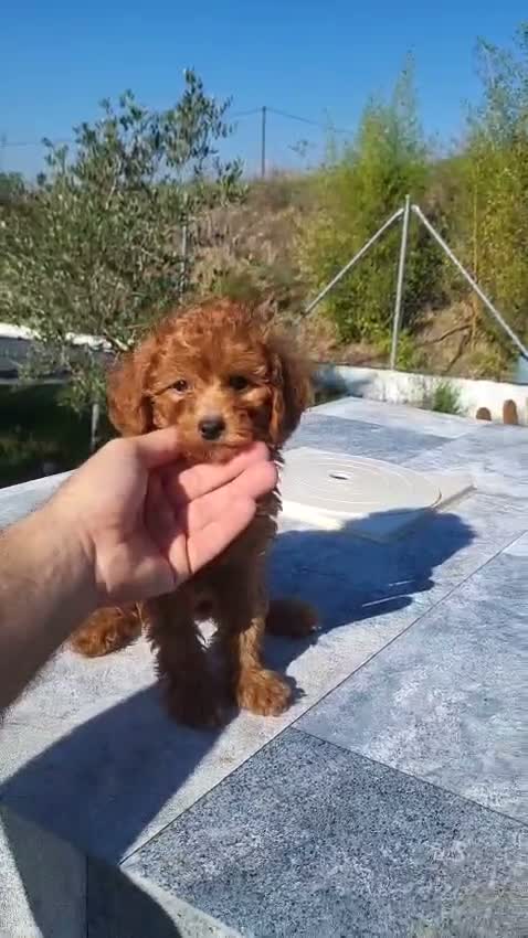 Caniche Enano perros en venta: CANICHE ENANO - Video 1