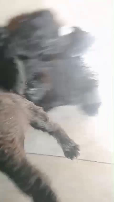 Schnauzer Miniatura perros en venta: Cachorros de Schnauzer miniatura negros  - Video 1