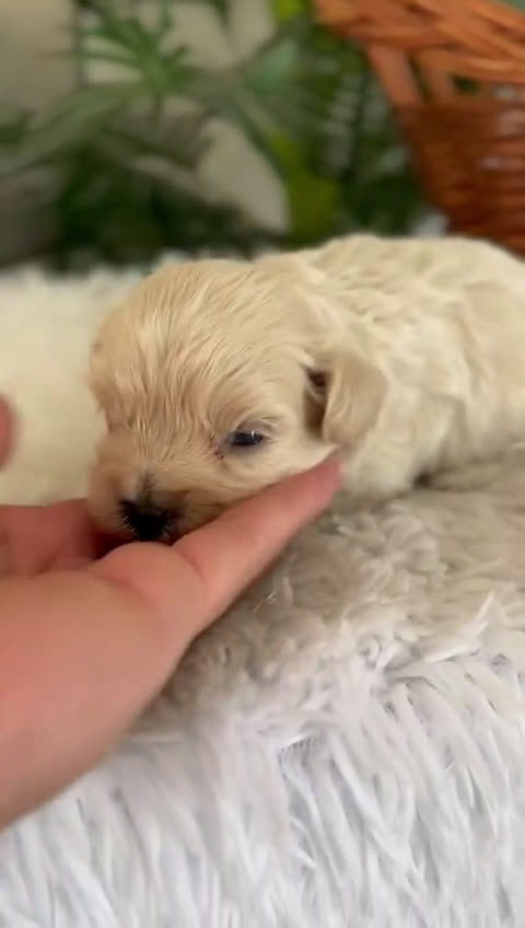 Maltipoo perros en venta: MALTIPOO MACHO - Video 3