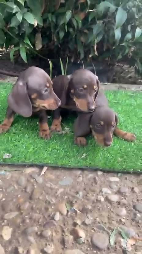 Teckel Miniatura perros en venta: Teckel miniatura - Video 1