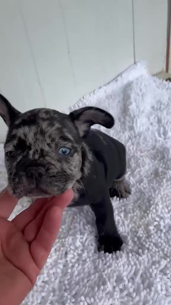 Bulldog Francés perros en venta: Bulldog frances Exotic - Video 3