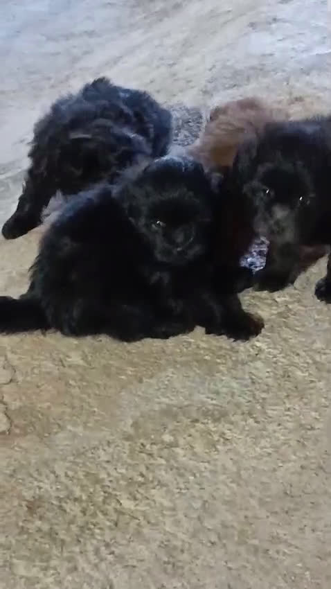 Caniche Enano perros en venta: **OFERTA AGOSTO** MACHITO POMAPOO, PELO BRILLANTE - Video 1