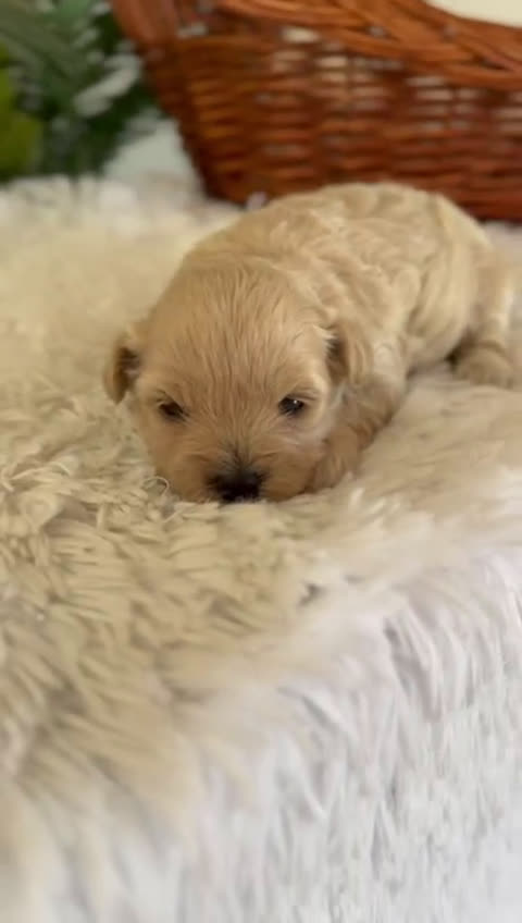 Maltipoo perros en venta: MALTIPOO MACHO - Video 1