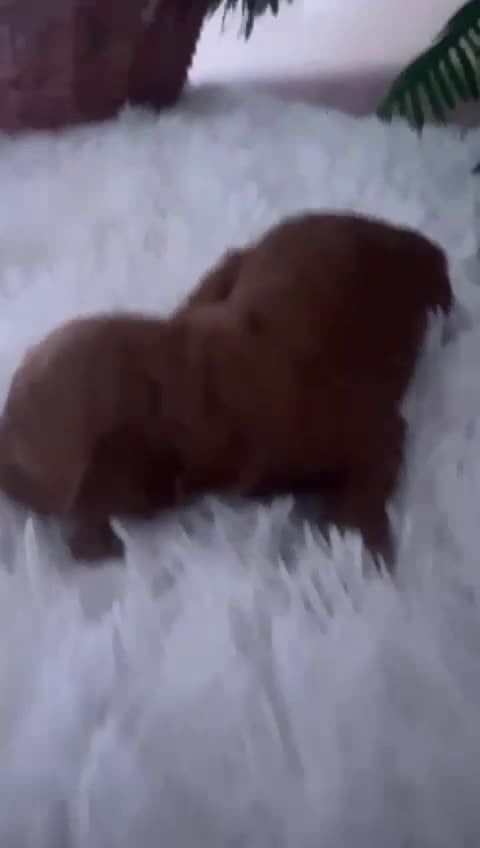 Caniche Toy perros en venta: CANICHE TOY - Video 1