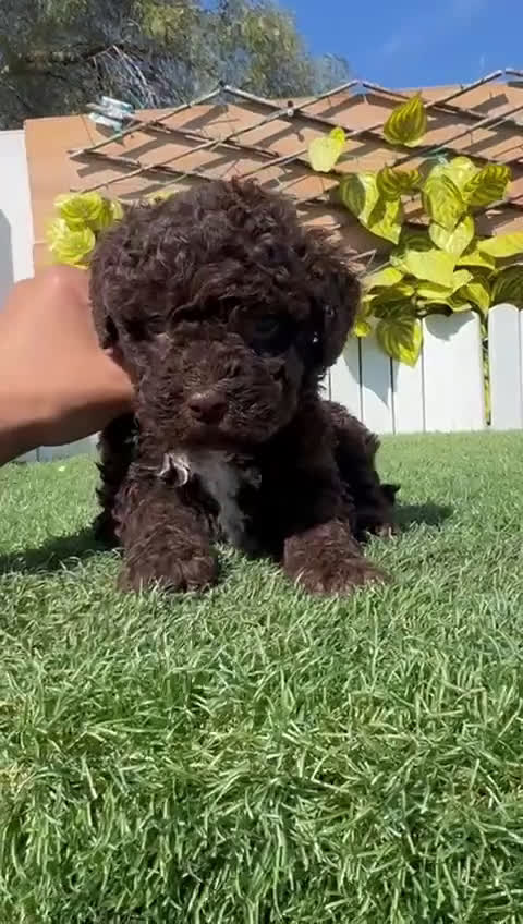 Perro de Agua Español perros en venta: PERRO DE AGUA ESPAÑOL - Video 1