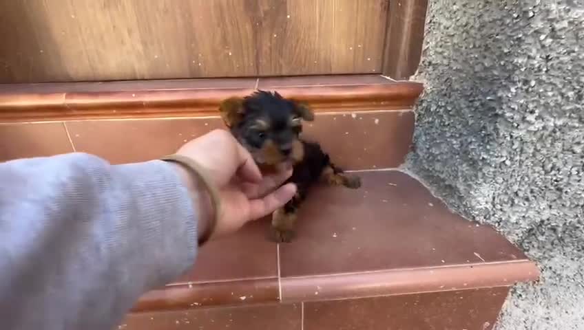 Yorkshire Terrier perros en venta: Yorkshire terrier  - Video 1