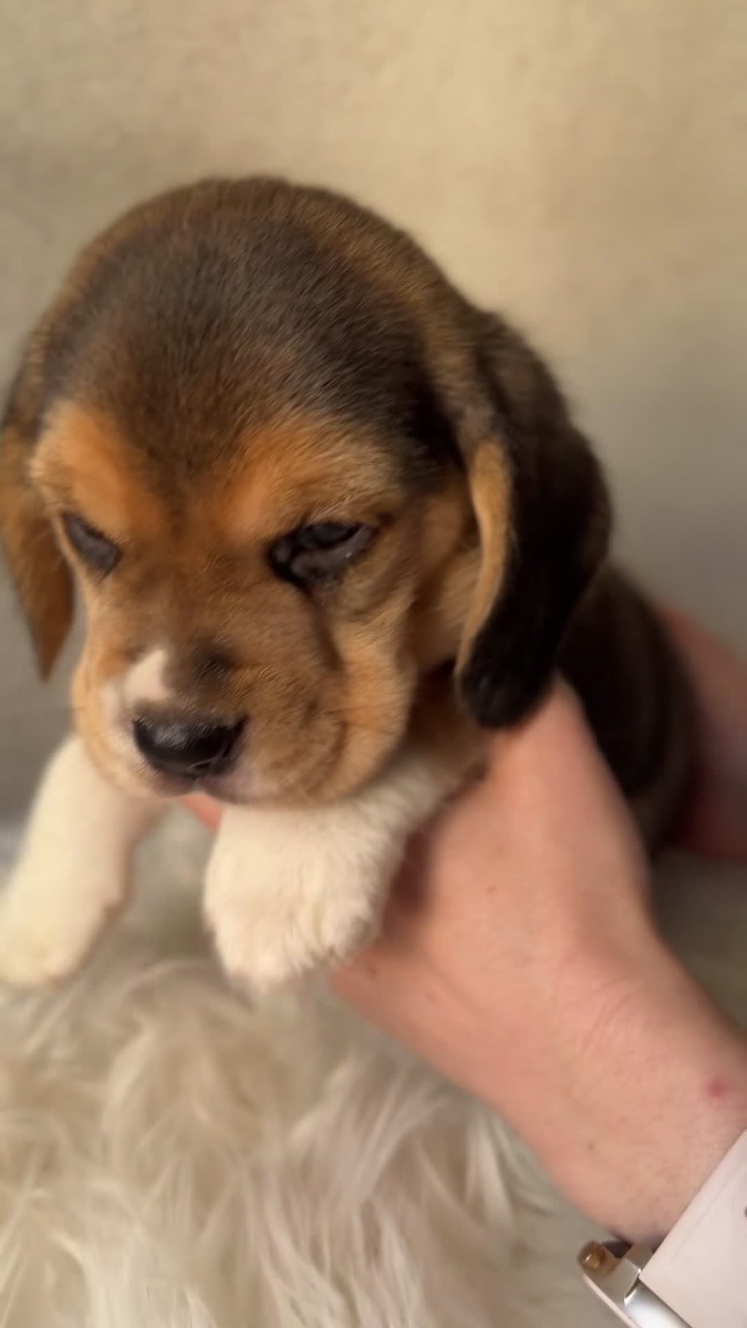 Beagle perros en venta: Beagle tricolor macho  - Video 1