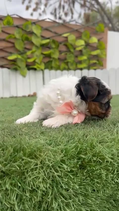 Yorkshire Terrier perros en venta: YORKSHIRE BIEWER HEMBRA - Video 1