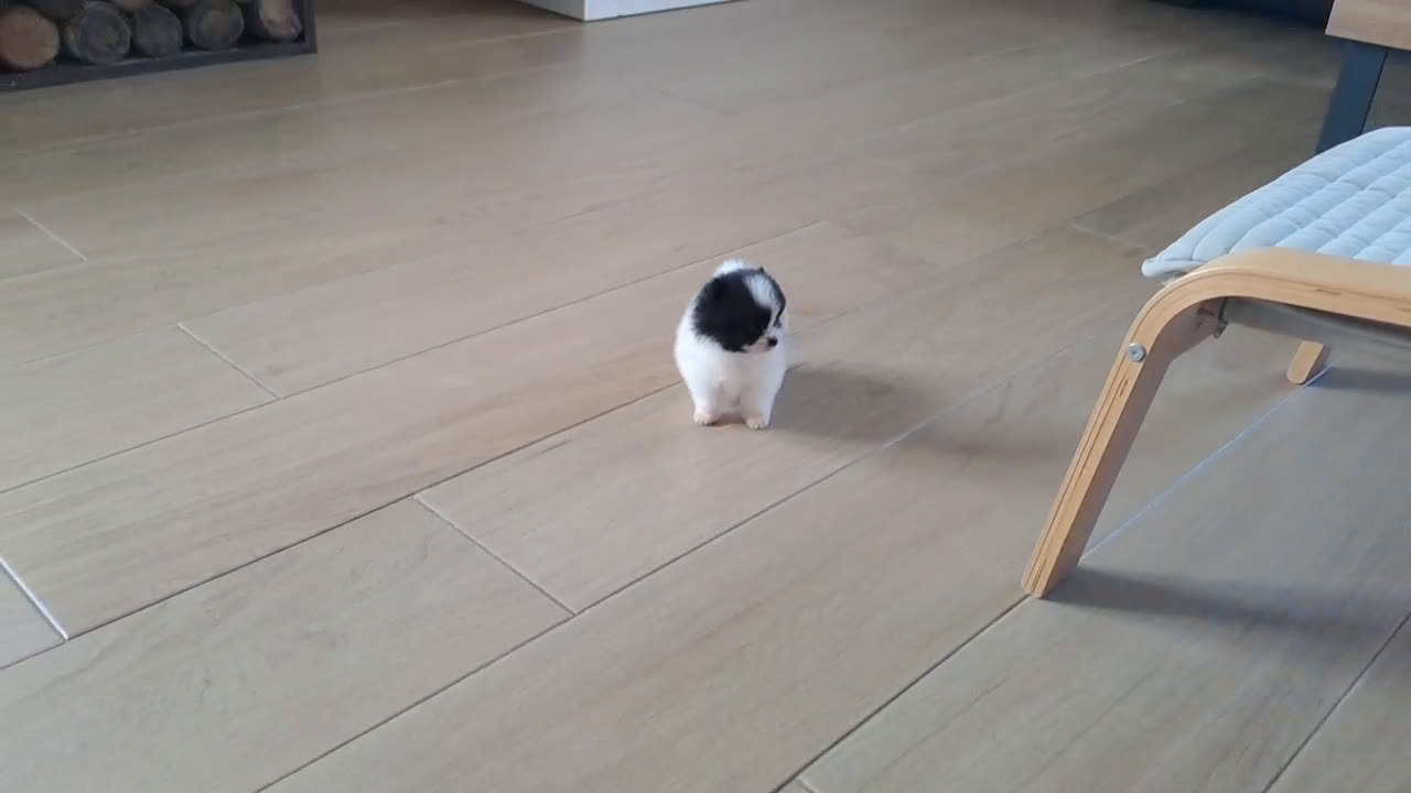 Pomerania perros en venta: Cachorrito Lulu de Pomerania Mini  - Video 2