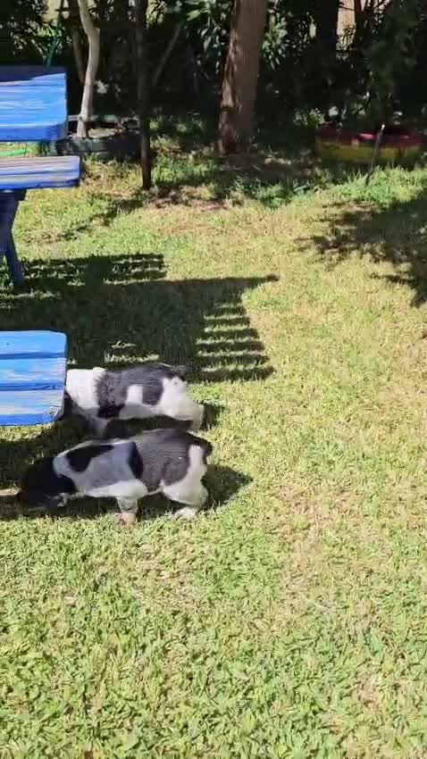 Épagneul Breton perros en venta: Cachorros  breton  - Video 1