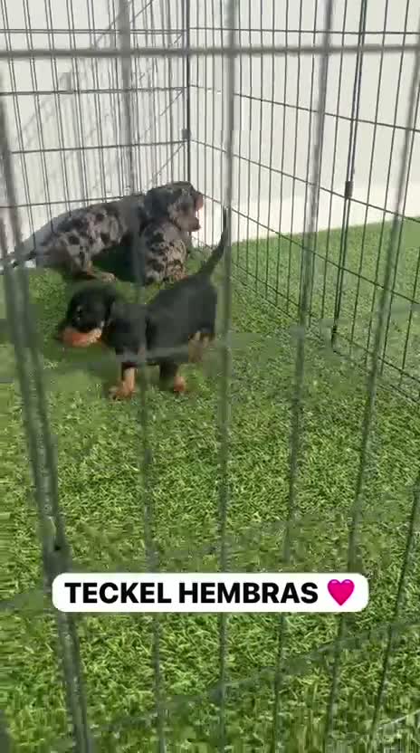 Teckel Miniatura perros en venta: PEQUEÑITAS LLENAS DE AMOR TECKEL ARLEQUIN - Video 1