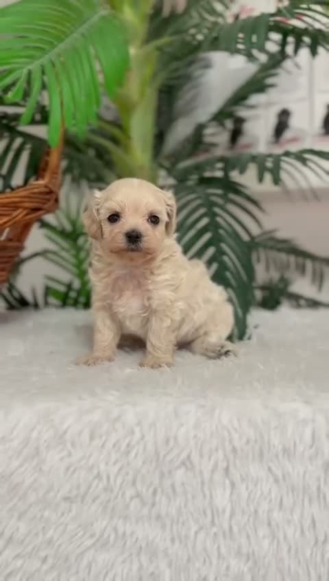 Maltipoo perros en venta: MALTIPOO MACHO - LINEA COREANA - Video 1