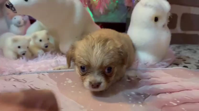 Chihuahua perros en venta: Chihuahua toy pelo largo  - Video 1