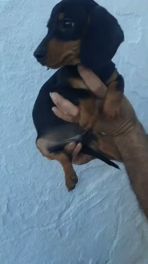 Teckel Miniatura perros en venta: Teckel miniaturas color chocolate y negros fuego  - Video 1