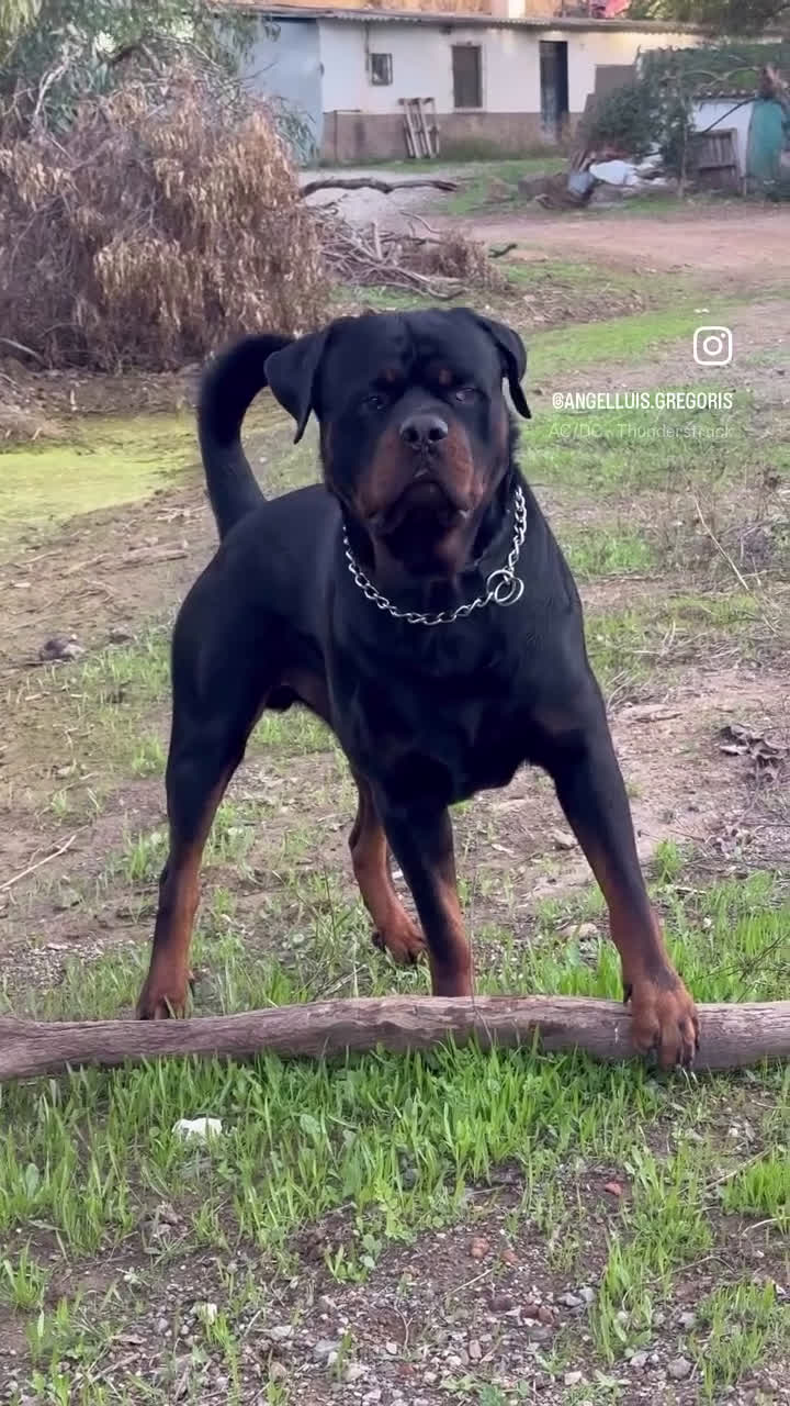 Rottweiler perros en venta: ROTTWEILER - Video 2