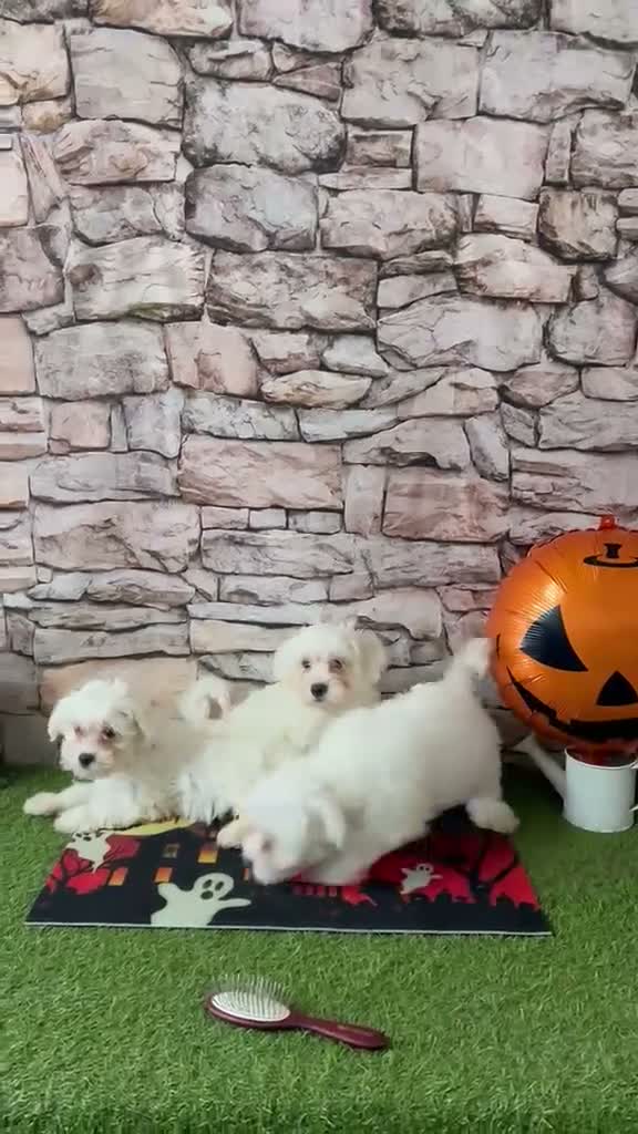 Bichón Maltés perros en venta: CACHORRITOS BICHÓN MALTÉS - Video 1