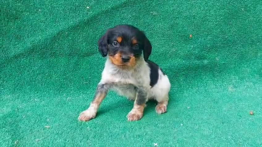 Épagneul Breton perros en venta: Último machito de Breton!! - Video 1
