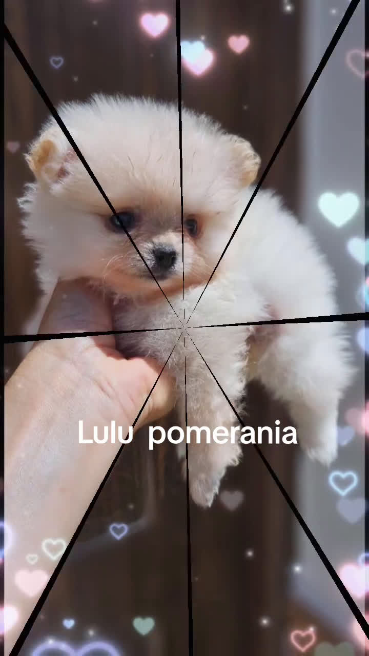 Pomerania perros en venta: Lulú de pomerania  en Cádiz - Video 2