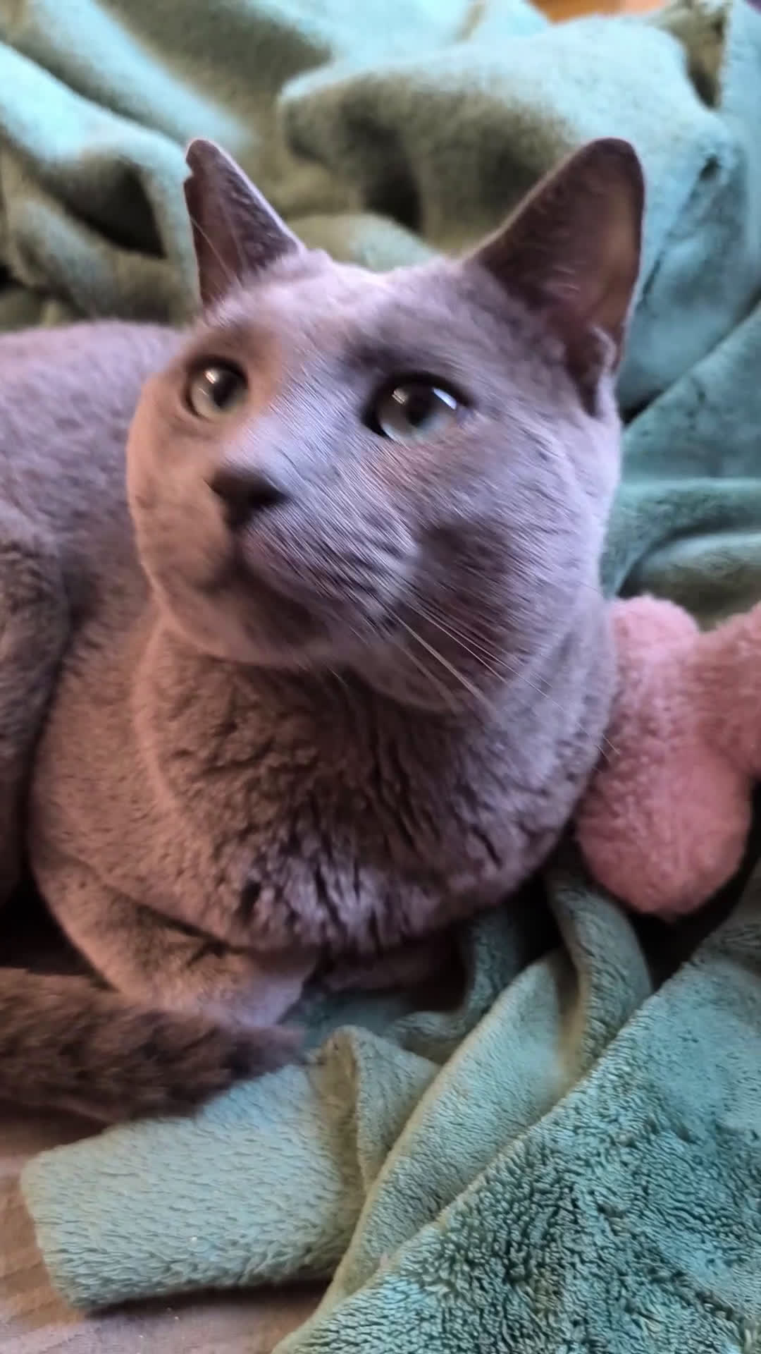 Azul Ruso gatos en venta: Gatitos azul ruso  - Video 3
