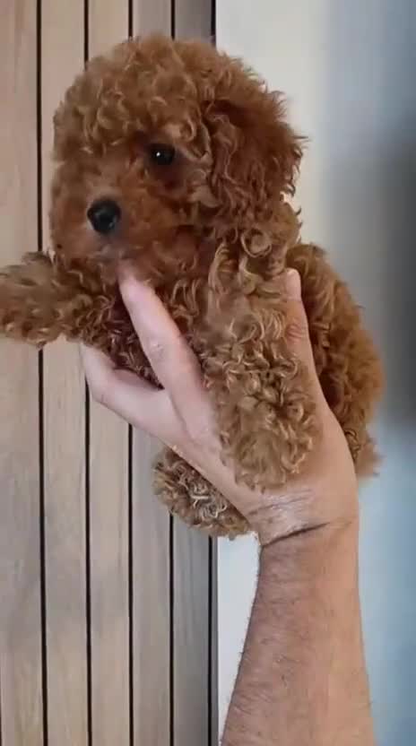 Caniche Toy perros en venta: Hembra de caniche toy rojo  - Video 1