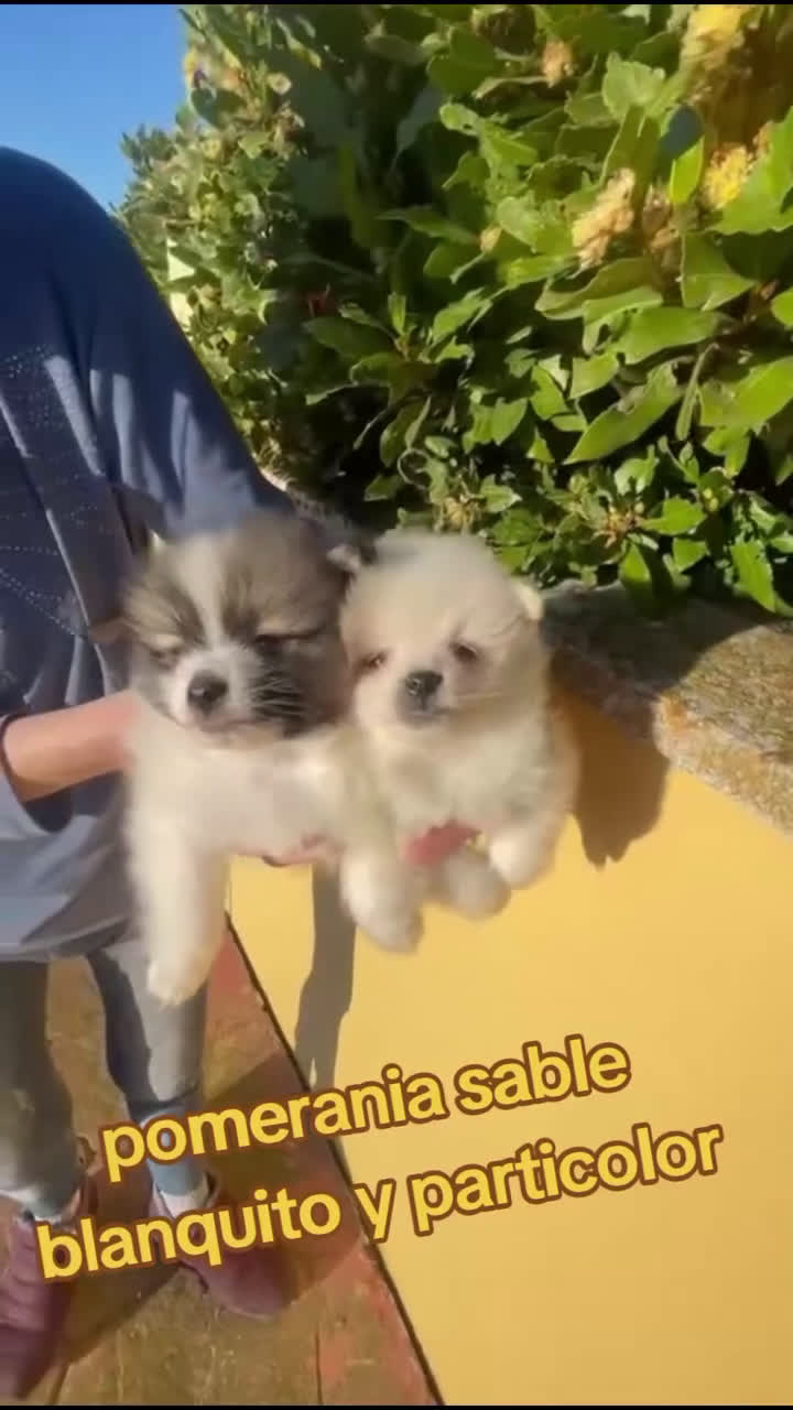 Pomerania perros en venta: Mini Pomerania blanco, osito - Video 1