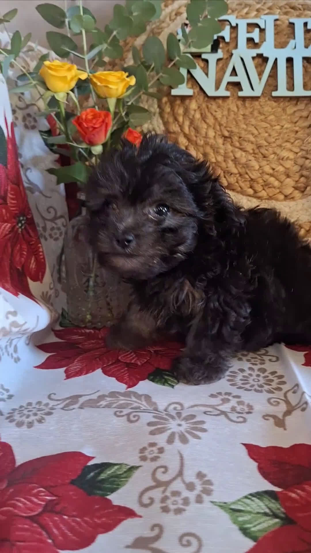 Maltipoo perros en venta: MALTIPOO TOY - Video 1