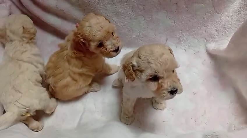 Caniche Toy perros en venta: 🐩 CANICHES TOY DISPONIBLES🐩 - Video 1