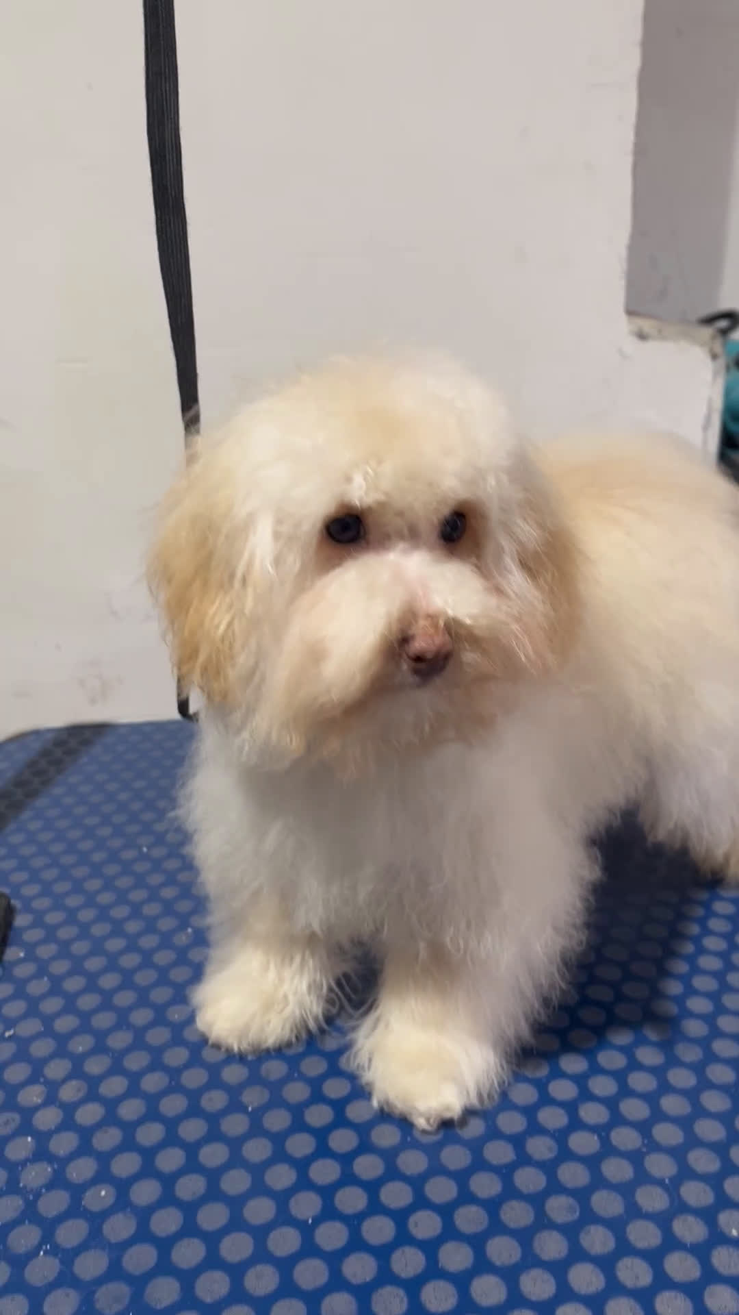 Maltipoo perros en venta: Maltipoo  - Video 1