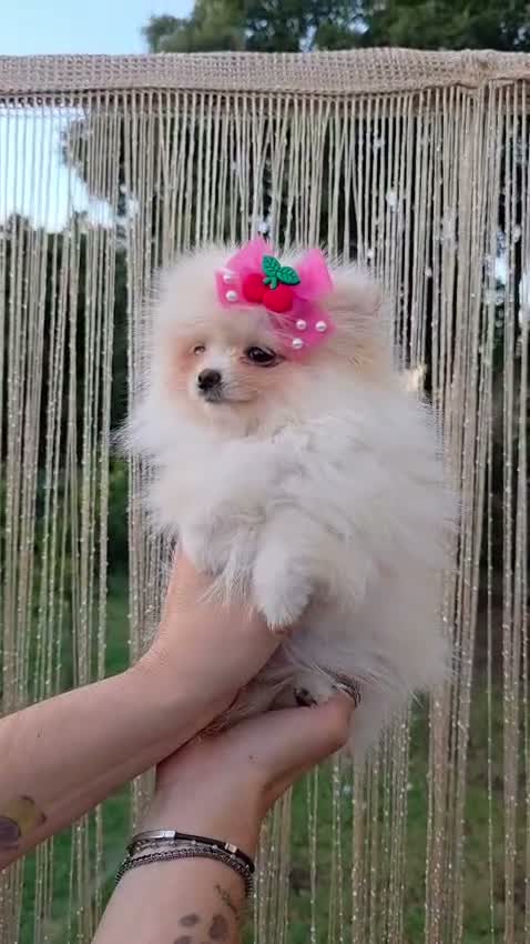 Pomerania perros en venta: Hembrita pomerania  - Video 1