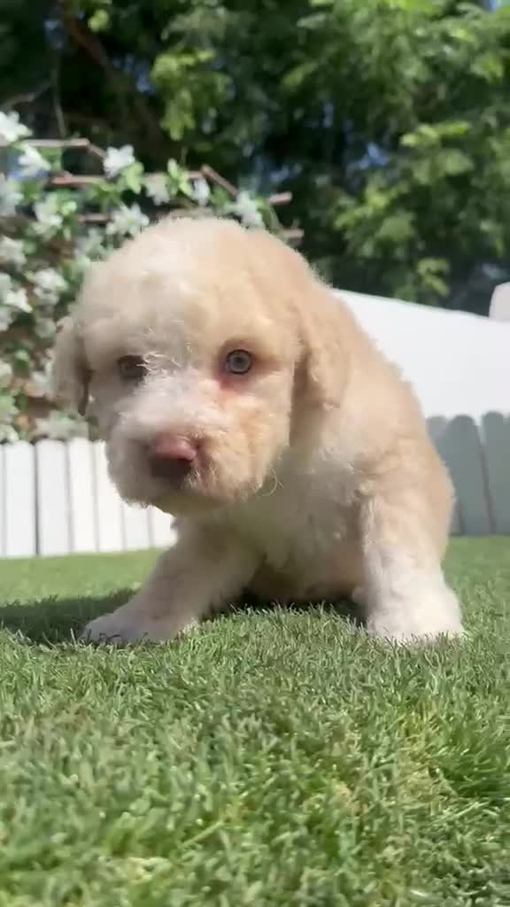 Perro de Agua Español perros en venta: PERRO DE AGUA ESPAÑOL - Video 1