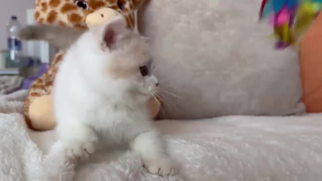 Británico de Pelo Corto gatos en venta: British Shorthair / Longhair  - Video 4