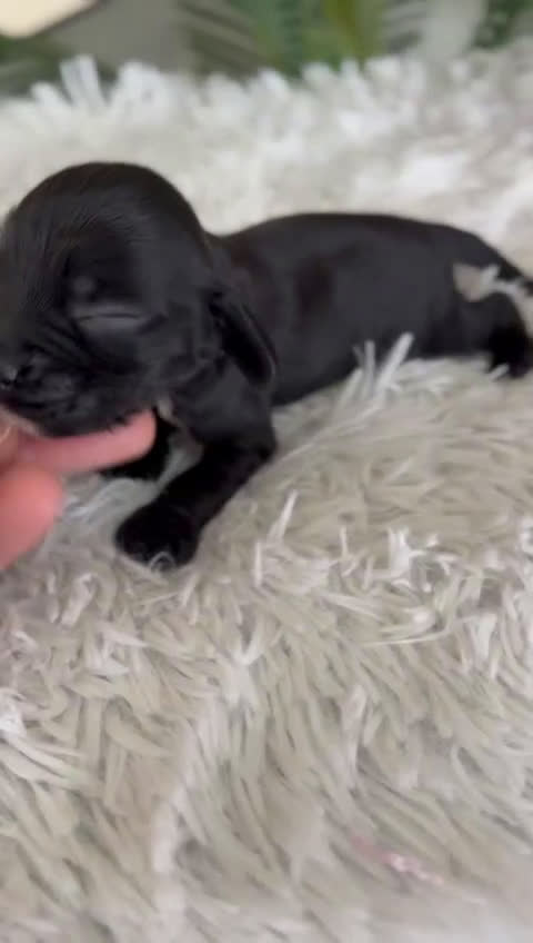 Cocker Spaniel Inglés perros en venta: COCKER MACHO - Video 1
