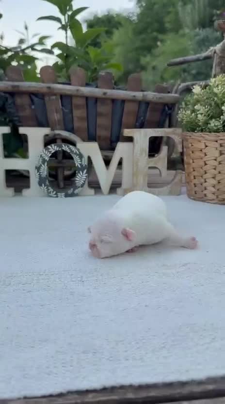 Bulldog Francés perros en venta: Bulldog francés macho Blanco disponible  - Video 1