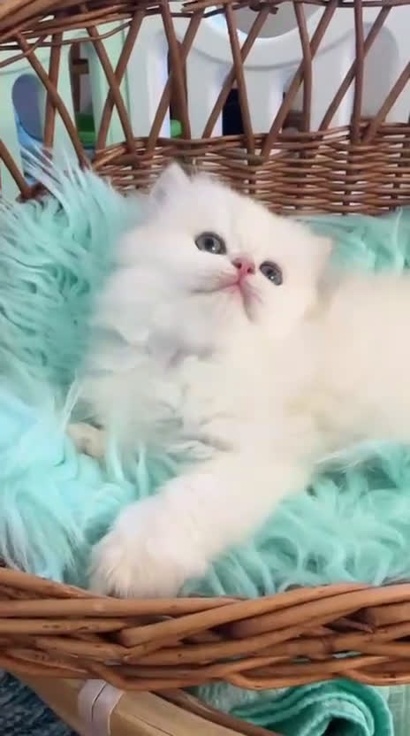 Británico de Pelo Corto gatos en venta: Británicos y Scottish Fold gatitos  - Video 2