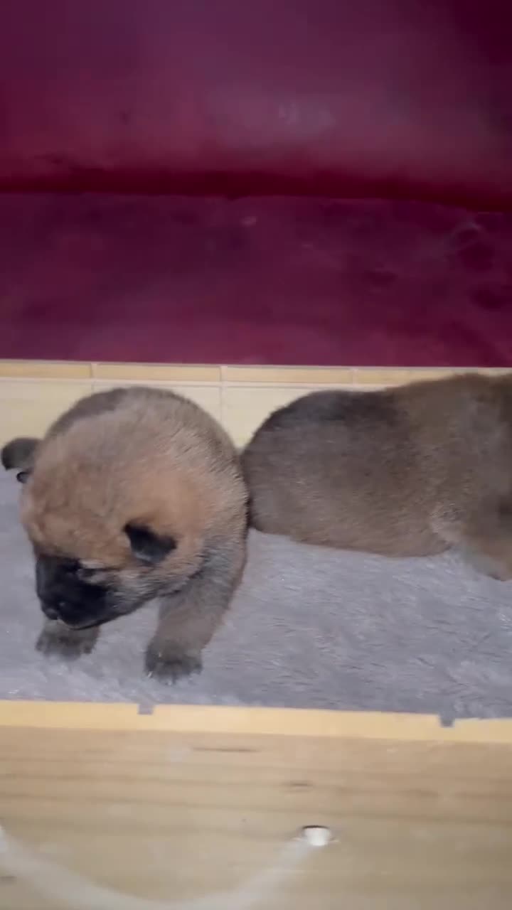 Shiba Inu perros en venta: Shiba Inu rojos bebes disponibles  - Video 2